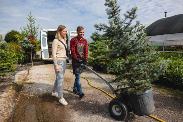 Professional Tree Care Services in Elkins, WV